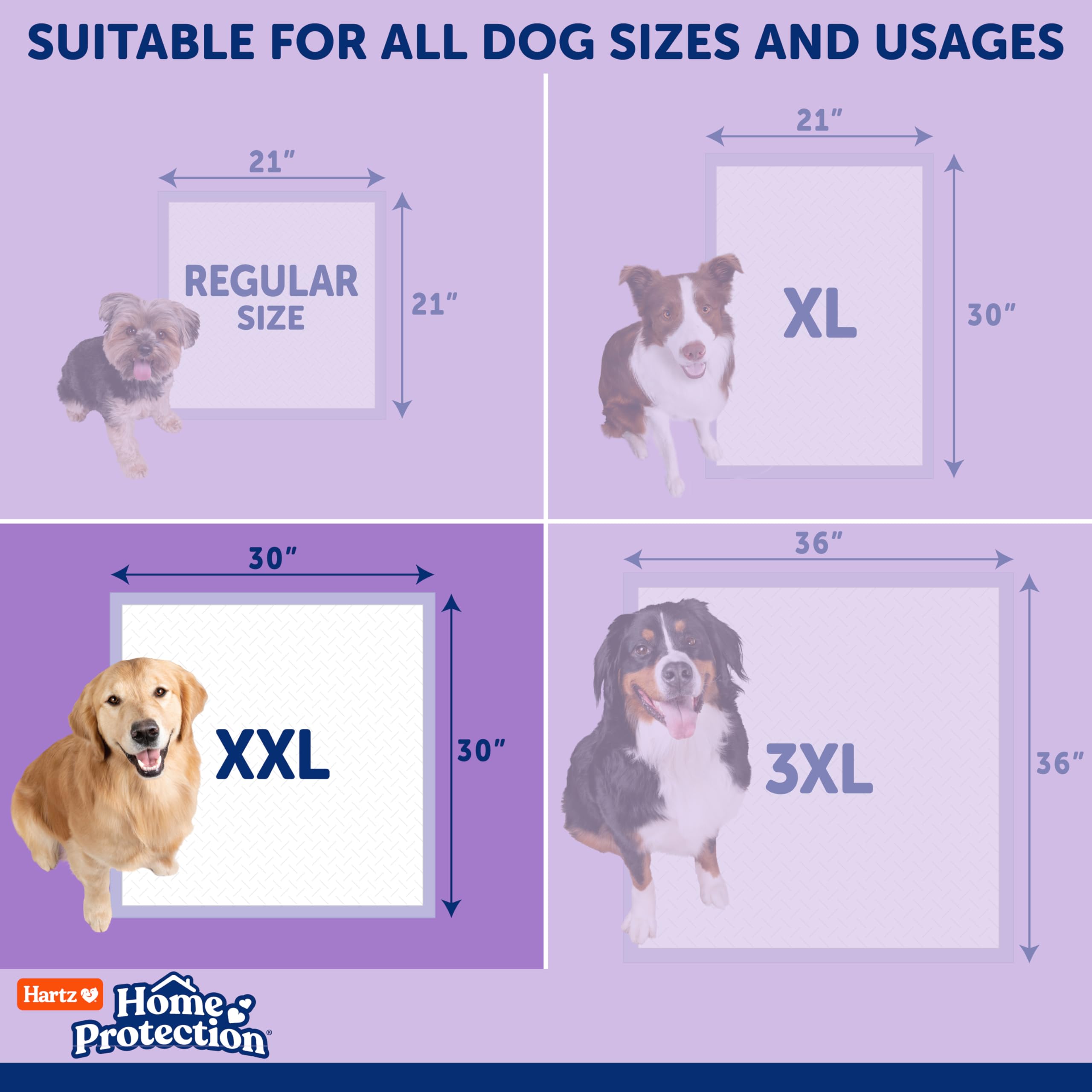Hartz Home Protection pad beside a senior dog for indoor care.