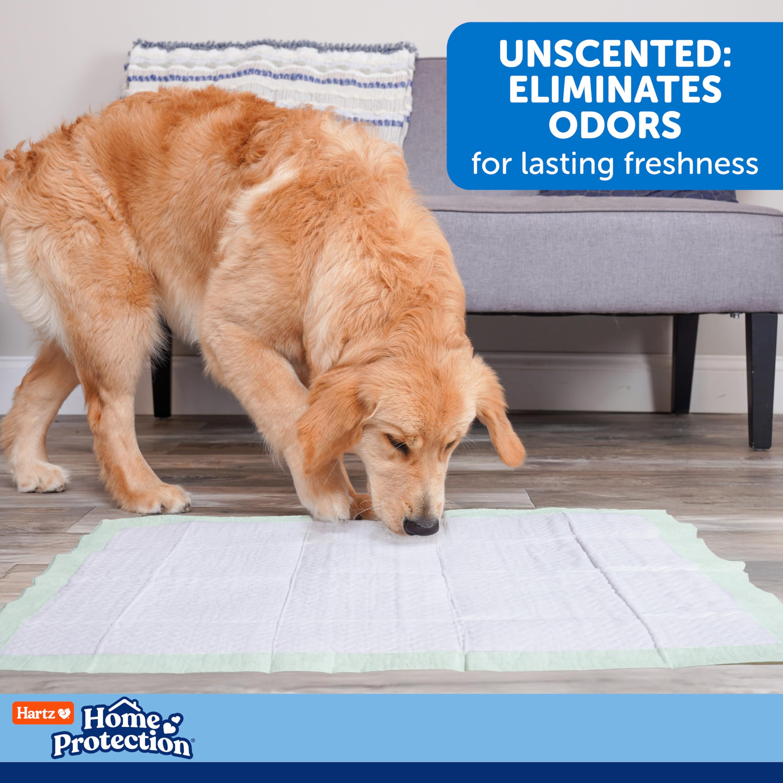 Hartz senior-dog care pad supports limited-mobility pets with reliable absorption.