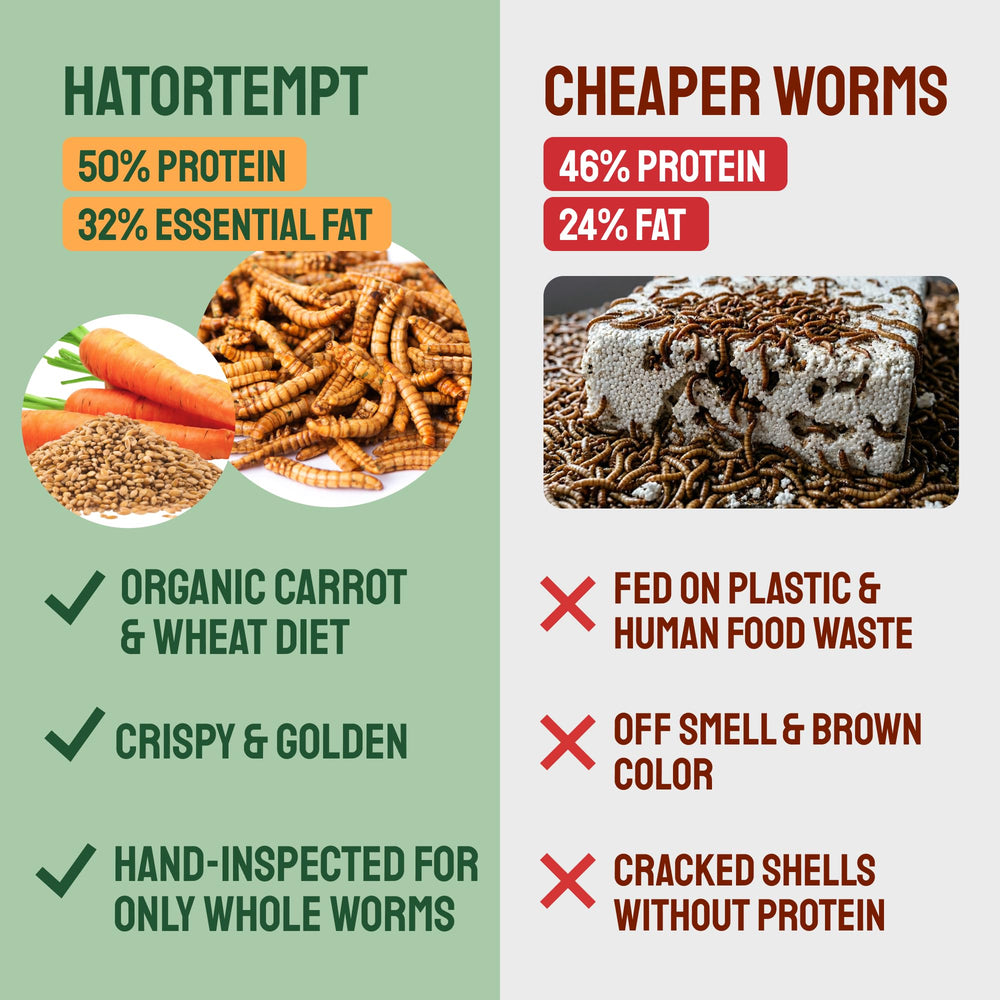 Chickens feeding on Hatortempt whole mealworms