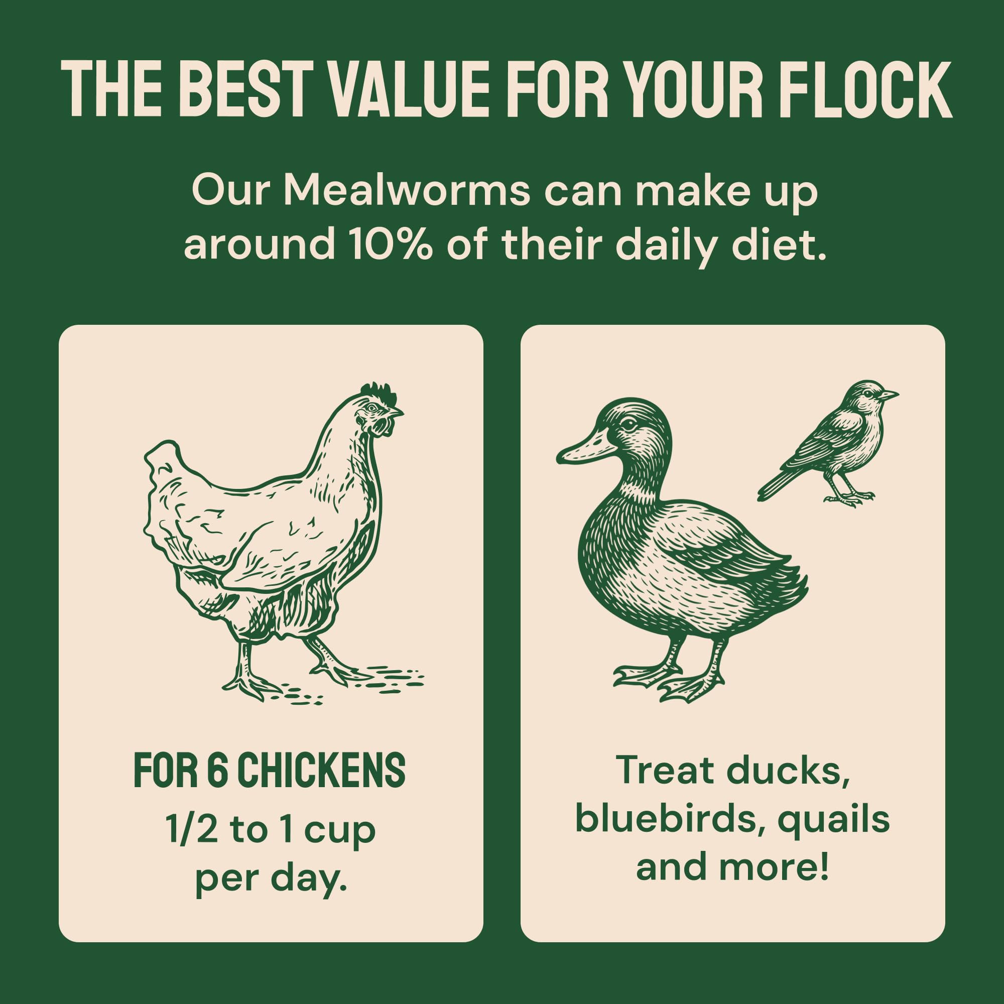 Hatortempt dried mealworms chickens-feeding shows ready-to-use chicken treats for coop use.