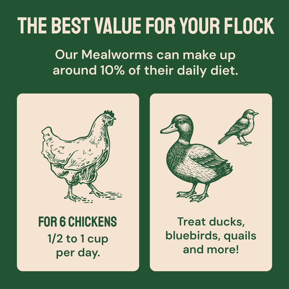 Hatortempt dried mealworms chickens-feeding shows ready-to-use chicken treats for coop use.