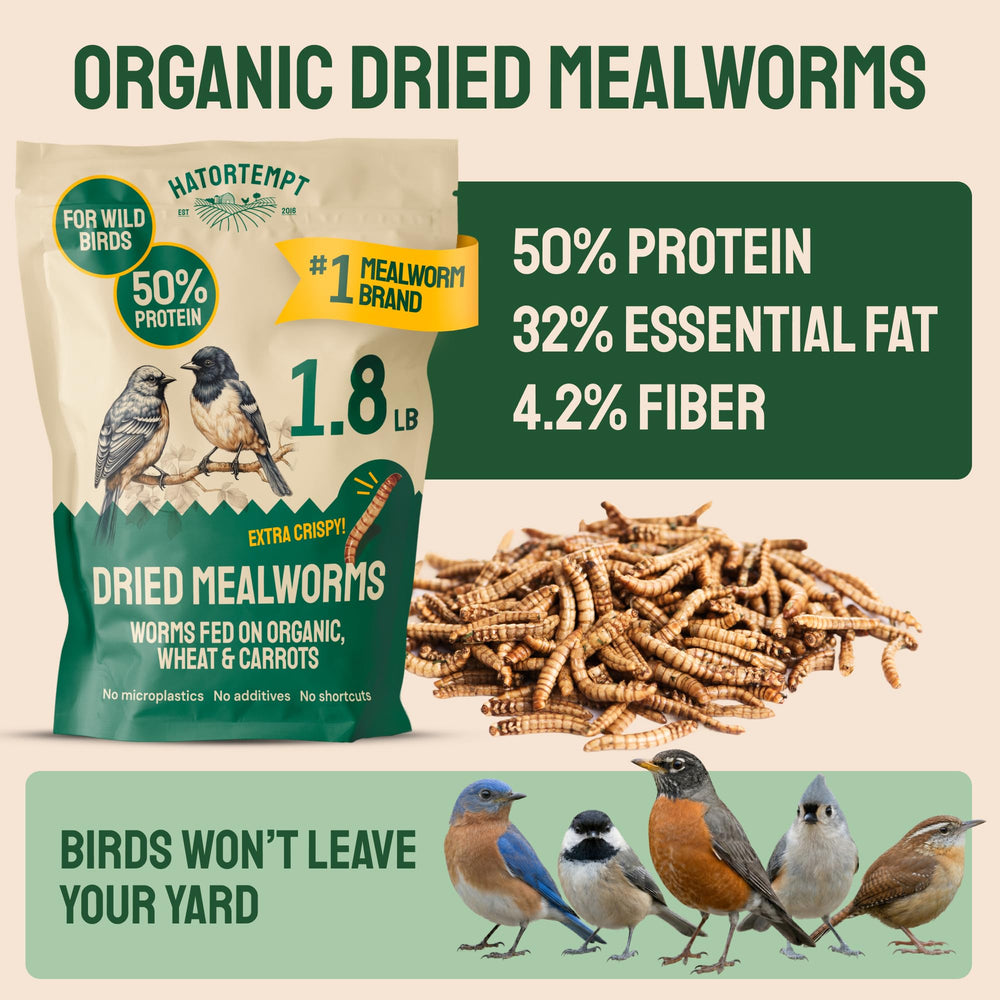 Closeup of crisp, dust-free mealworms from Hatortempt