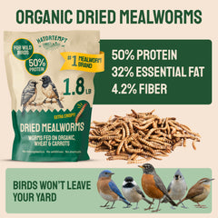 Closeup of crisp, dust-free mealworms from Hatortempt