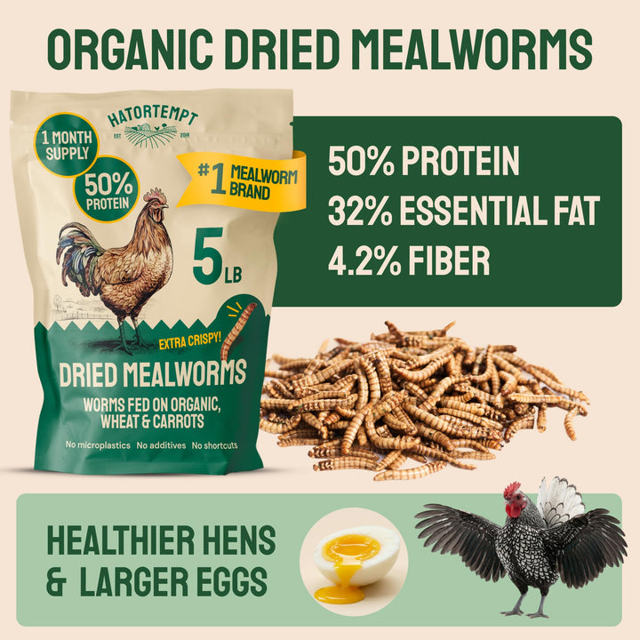 Hatortempt dried mealworms closeup-crisp texture highlights high protein appeal to birds.