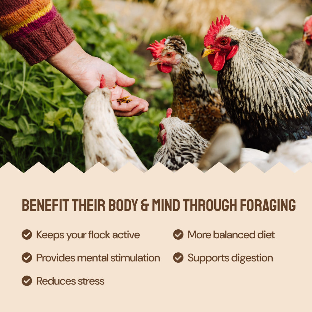 Hatortempt protein-forward formula helps energy during busy laying cycles.