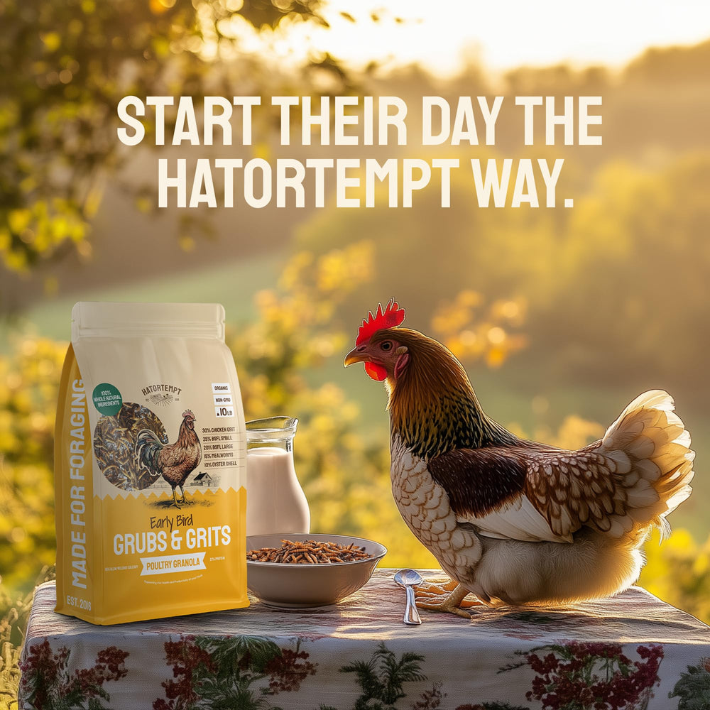 Hatortempt Grubs and Grits feeding scatter in coop