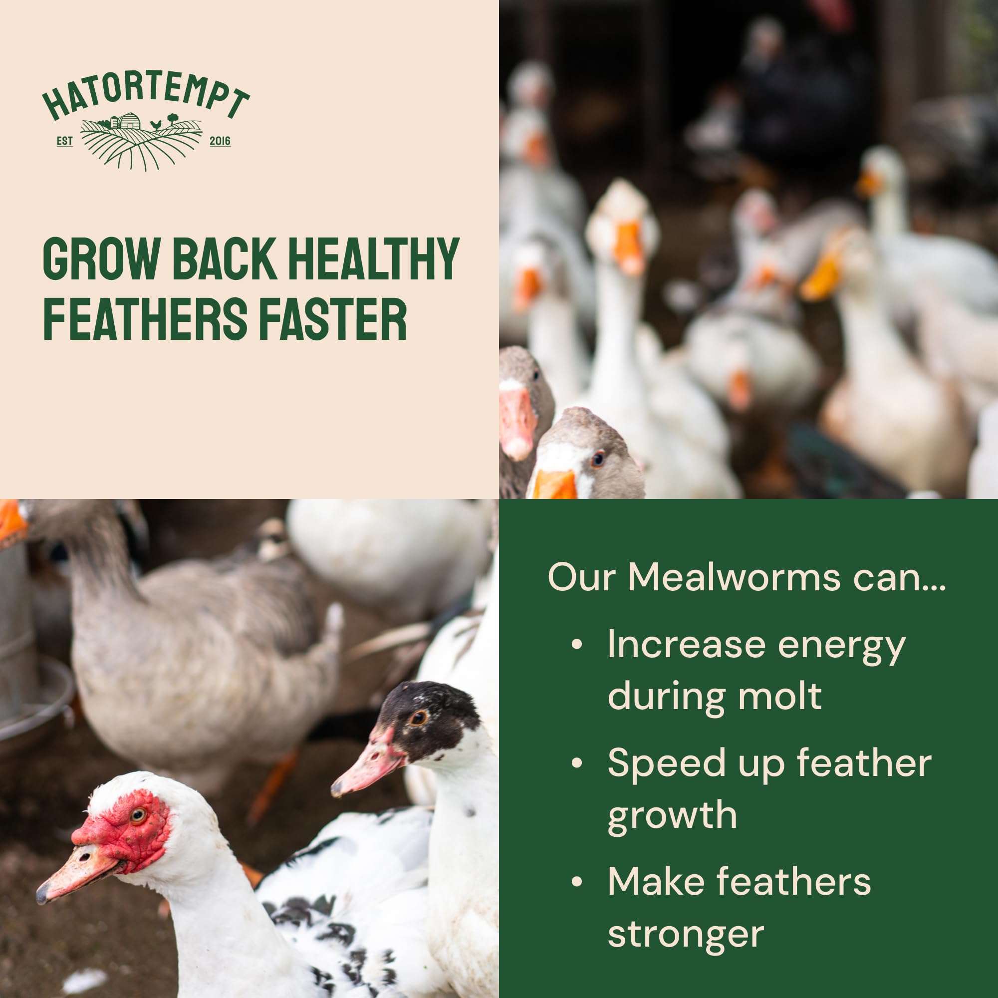 Hand-inspected Hatortempt mealworms ensuring quality