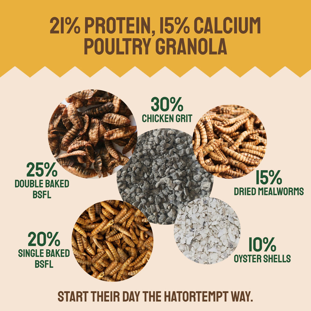 Hatortempt mealworms visible in the mix support protein for laying hens.