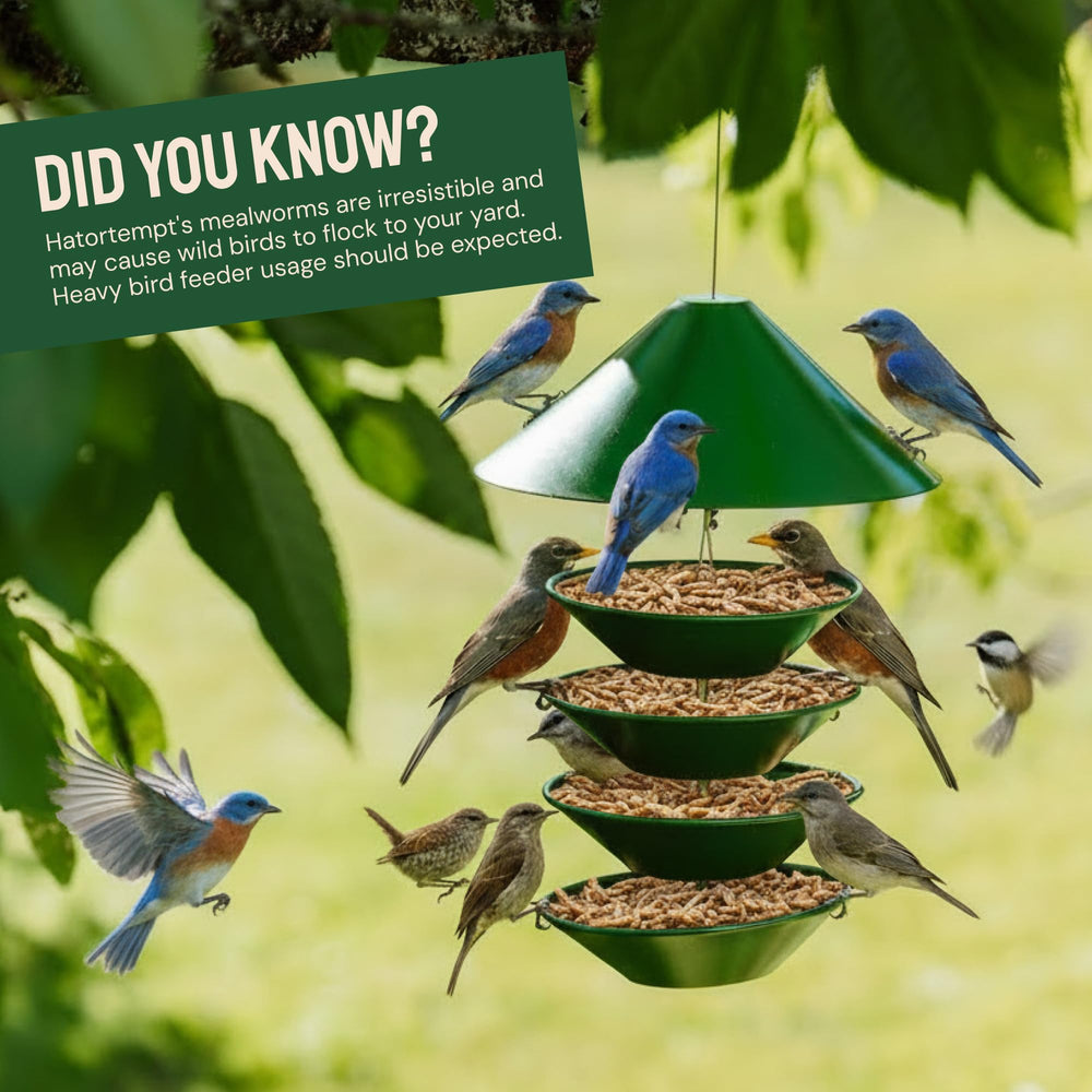 Vitamin A and B enriched Hatortempt mealworms for birds