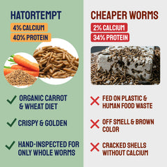 High-protein Hatortempt BSFL supports feathers and energy for birds.