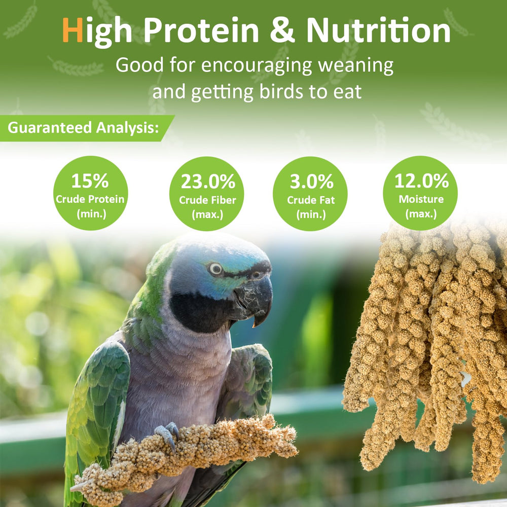Hatortop millet seed supports digestion while offering a tasty reward.