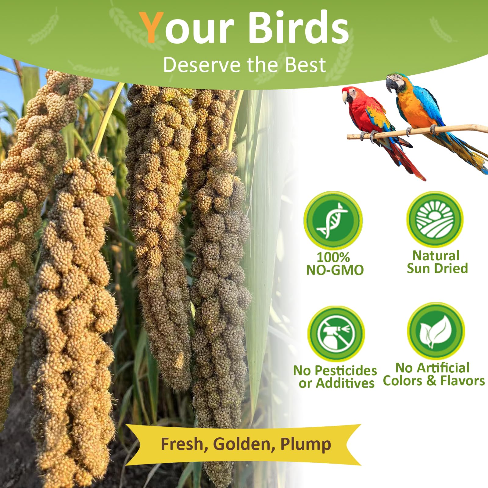 Hatortop millet seed for parakeets ready for daily feeding.