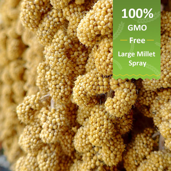 Hatortop sun-dried millet spray closeup highlights natural nutrition for birds.