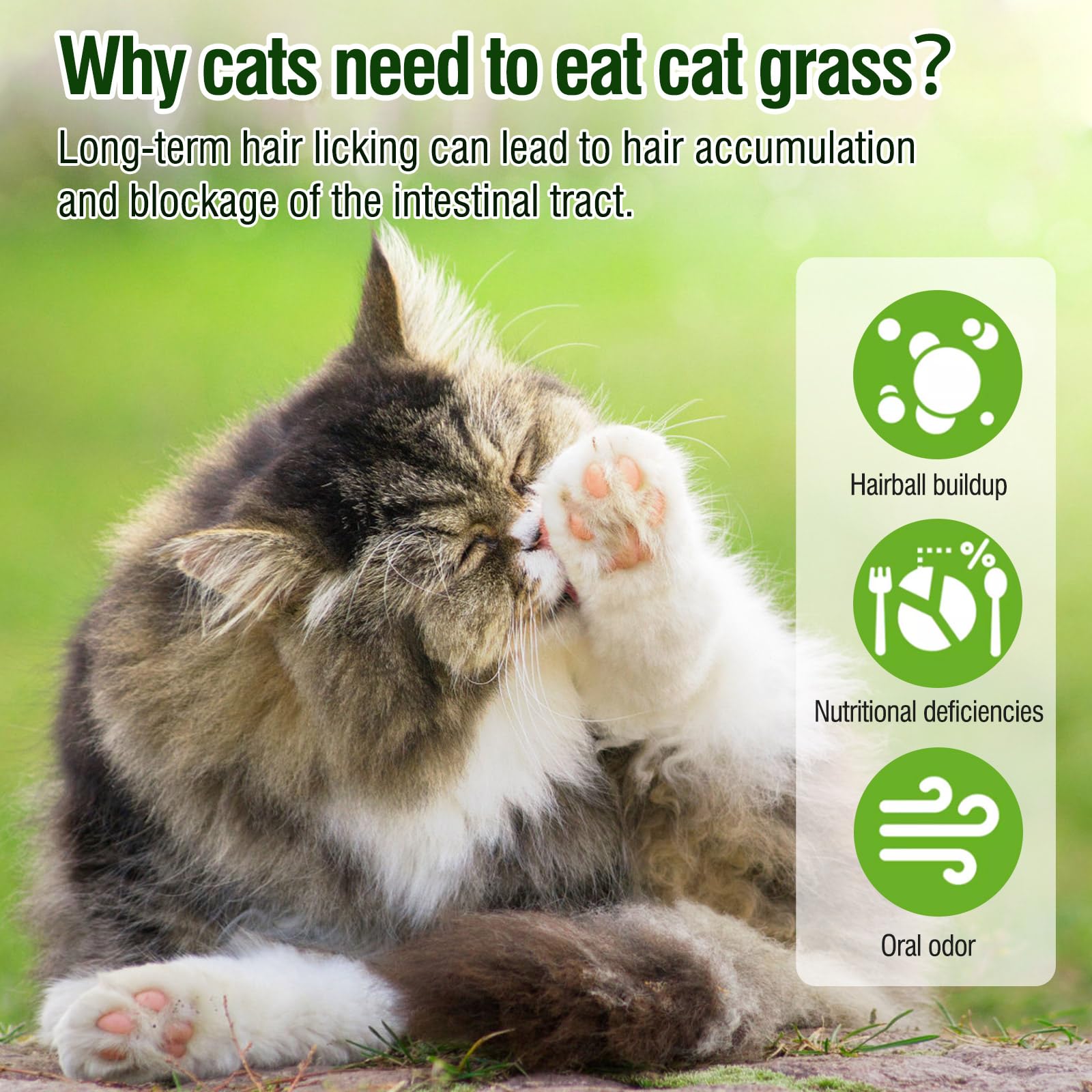 HavenJanny cat grass teething stick no artificial flavors keeps treats clean and safe