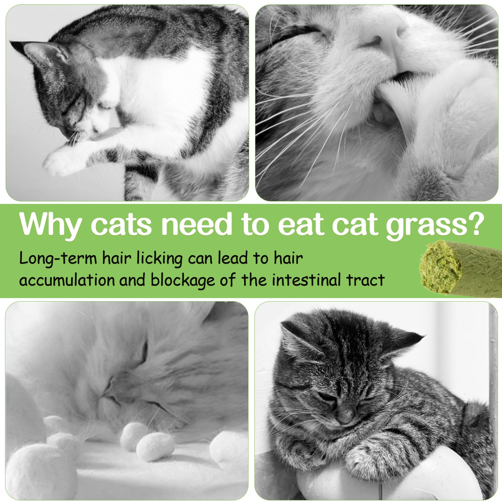 HavenJanny chicken-flavored cat treat close-up highlights flavor many cats enjoy