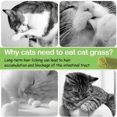 HavenJanny chicken-flavored cat treat close-up highlights flavor many cats enjoy