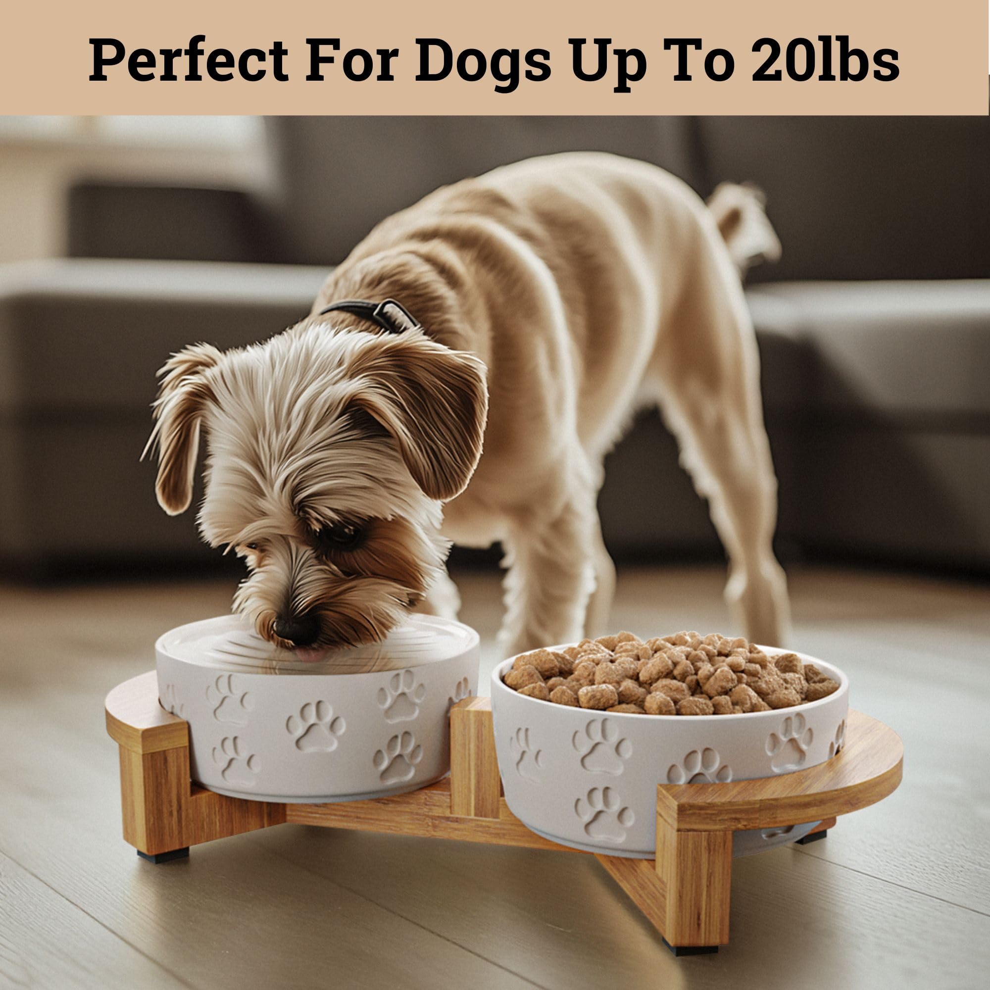 HB Design Co small dog bowls, 5-inch diameter and 2-inch height for tiny breeds.