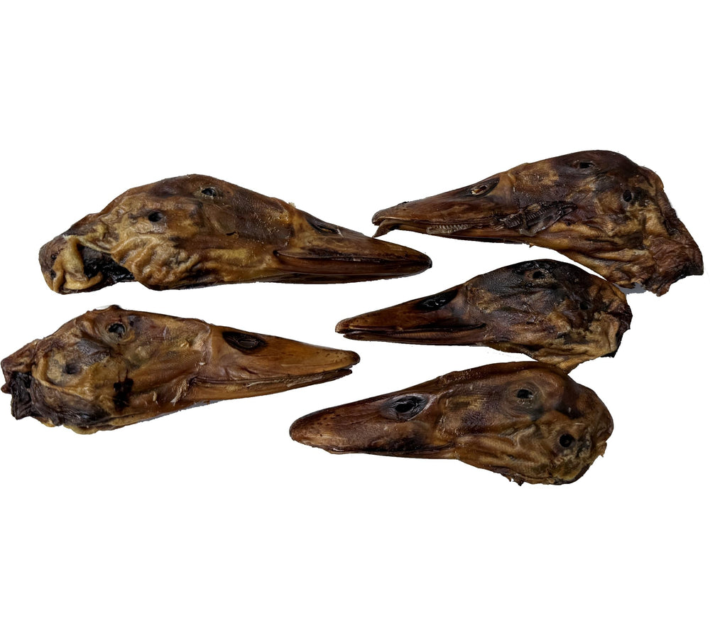 HDP Duck Head chew serving scene highlights a tasty omega-rich treat for coats.