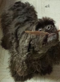 HDP Duck Jerky Strips close-up reveals tender duck breast fillets for rewards.