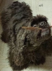 HDP Duck Jerky Strips close-up reveals tender duck breast fillets for rewards.