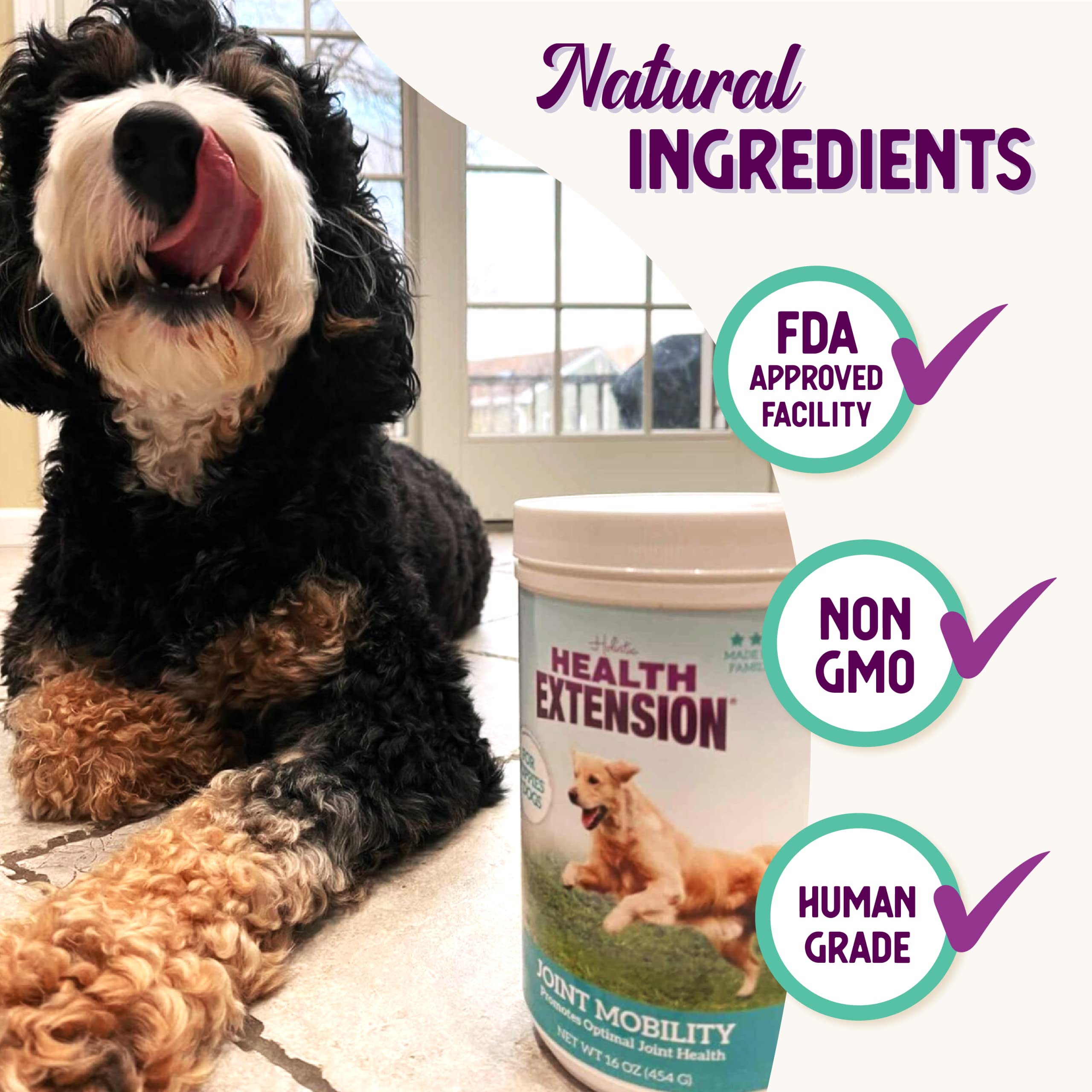 Dog romps with improved mobility thanks to joint-friendly supplement