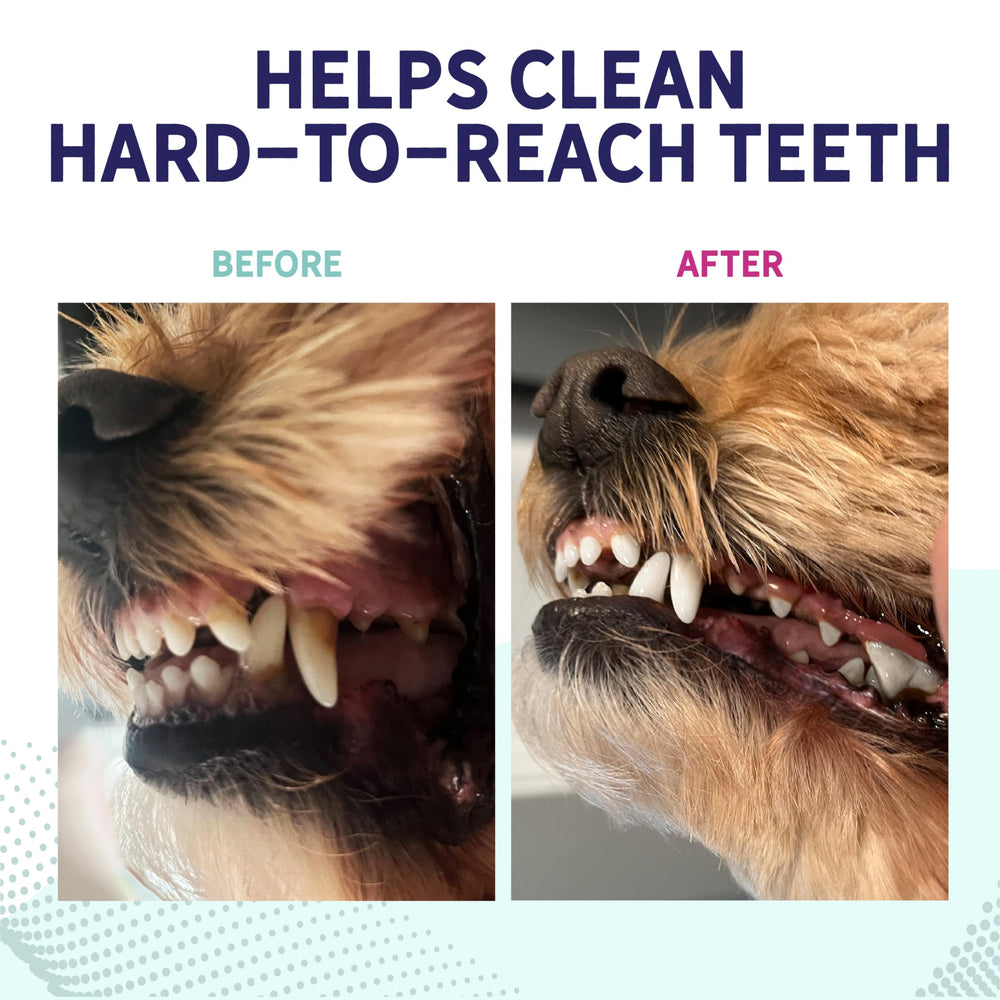 Health Extension Probiotic Dental Bones promote healthy gums with every bite.