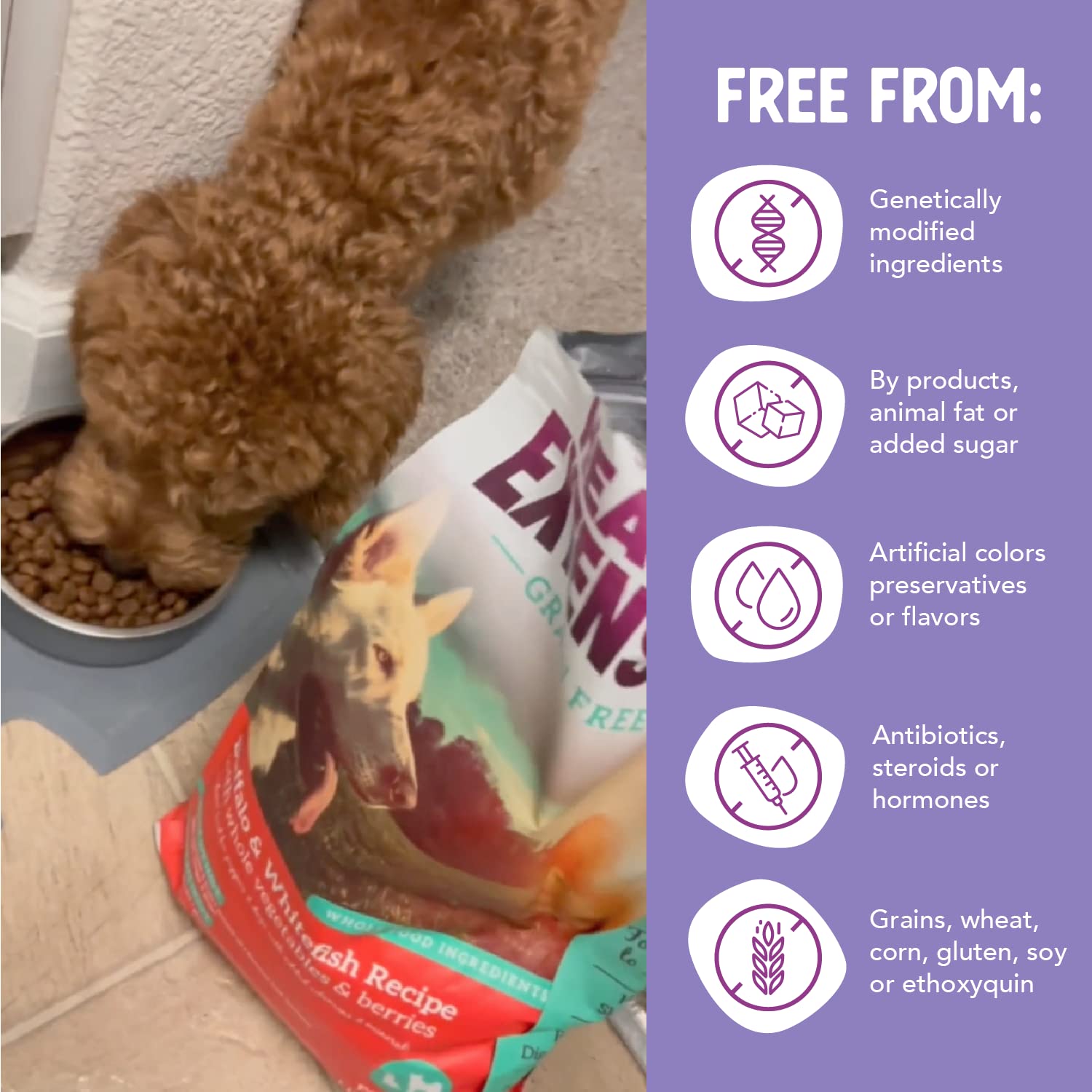 Health Extension turmeric and coconut oil visual suggesting natural wellness benefits for pets.
