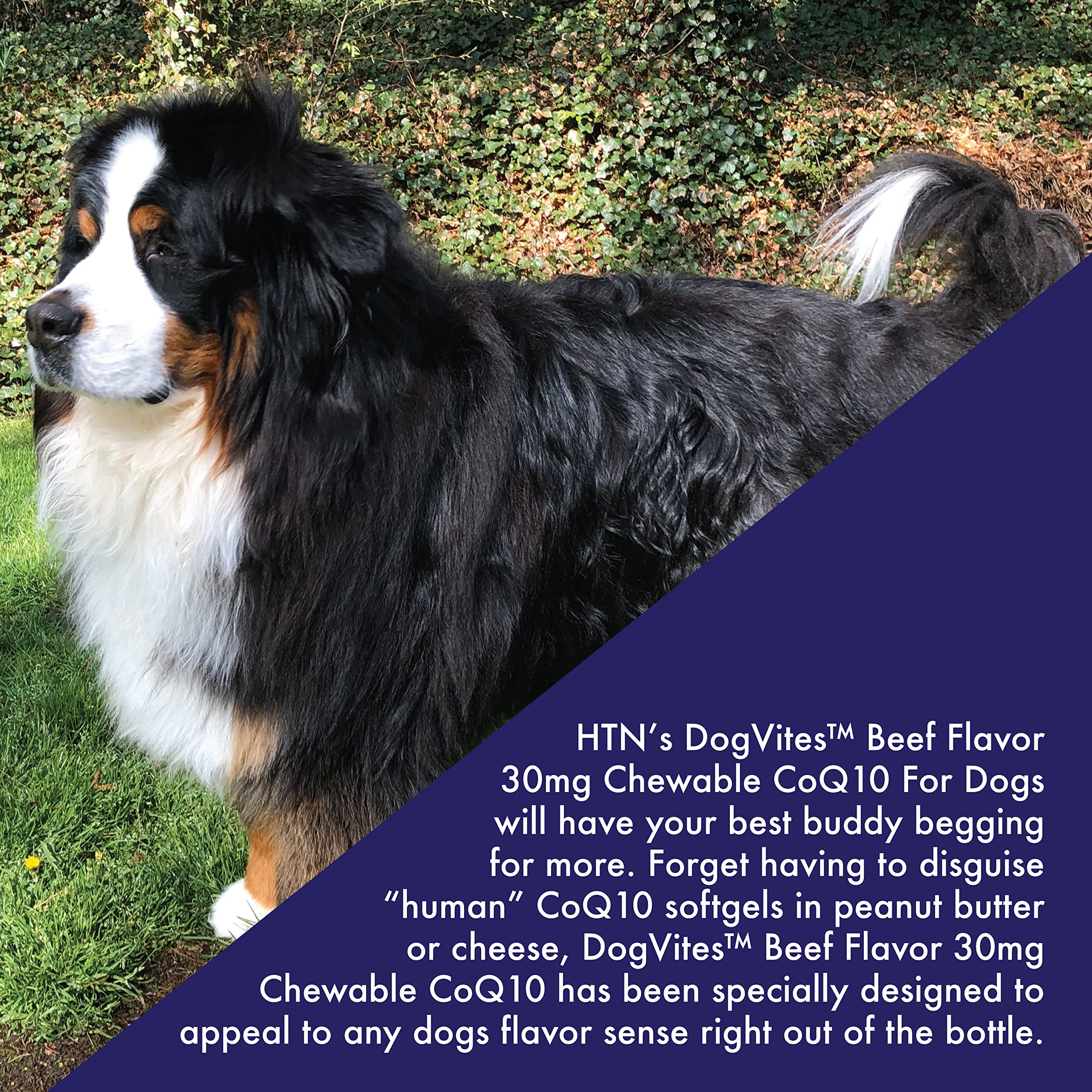 Health Thru Nutrition Dog-Vites CoQ10 bottle beside a dog bowl, signaling a simple daily routine.