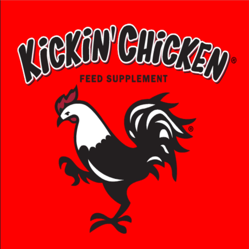 Healthy Coat Kickin Chicken Feed Supplement plumage close-up signals fuller, brighter feathers.