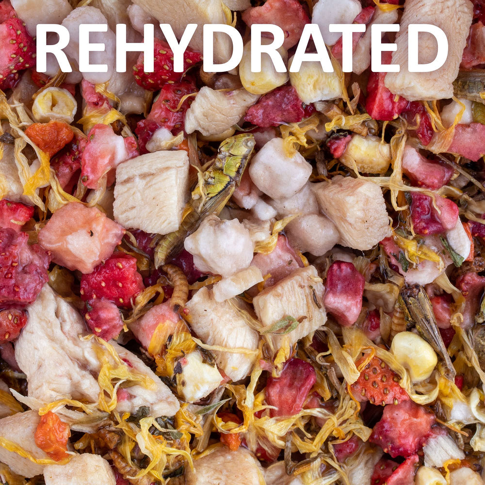 Large feeding cup from Healthy Herp facilitates easy serving of reptile meals
