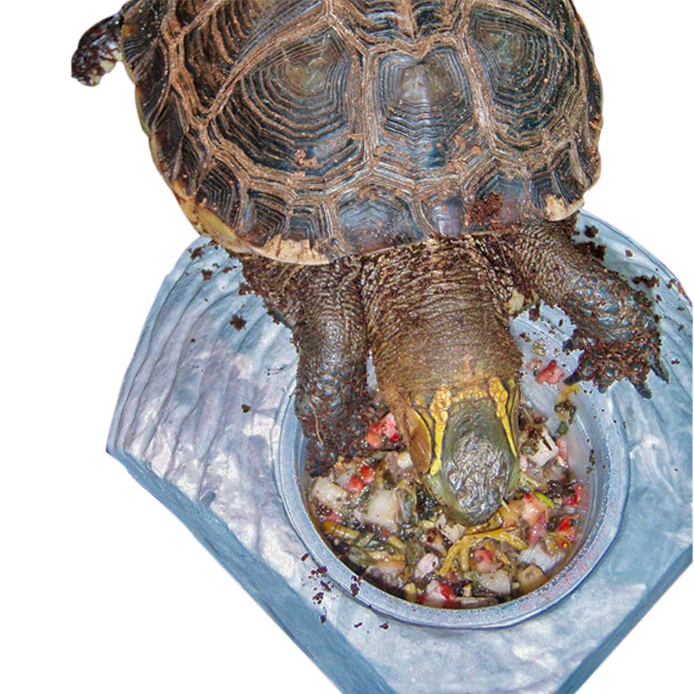Hydrated texture of Healthy Herp Box Turtle Food Instant Meal ready for feeding