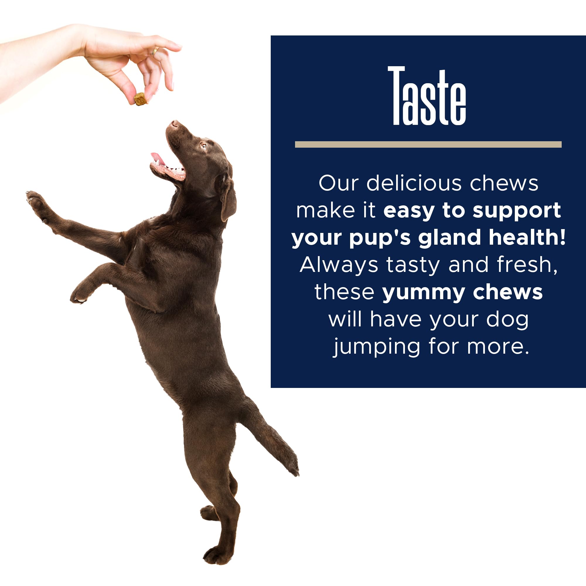 Healthy Pup sunflower oil provides antioxidants for immune support