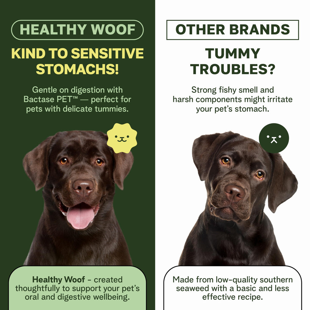 Healthy Woof packaging highlights clean, artificial-free formula.