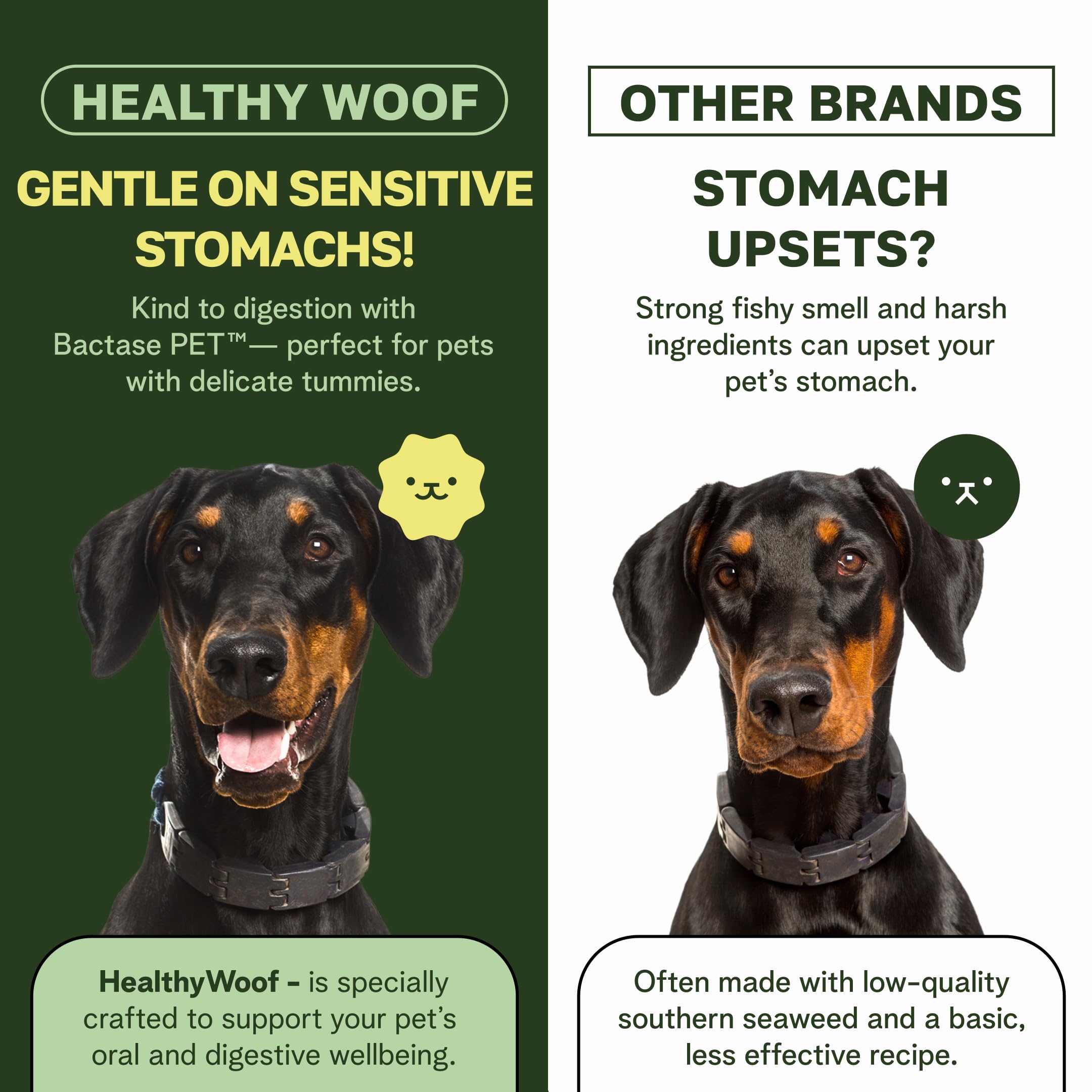 Healthy Woof powder served on food supports easy dosing