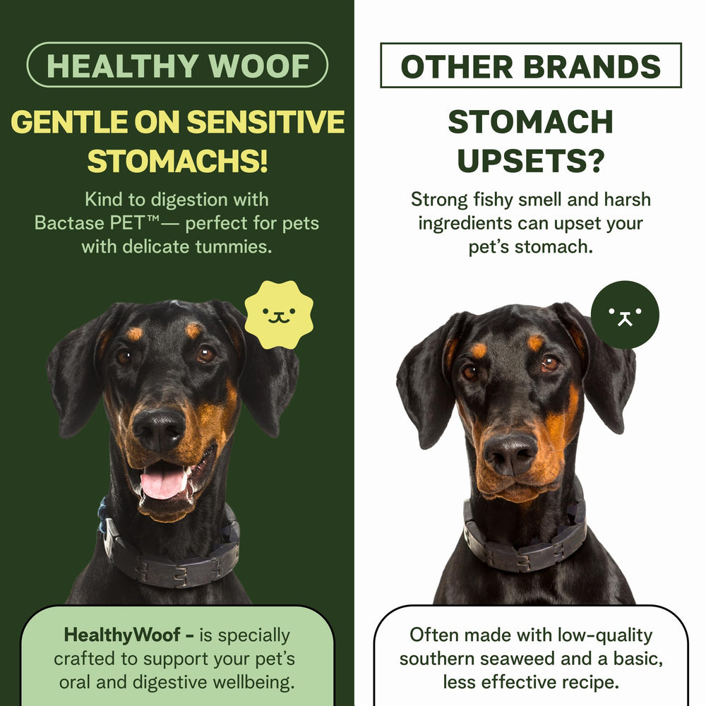 Healthy Woof powder served on food supports easy dosing