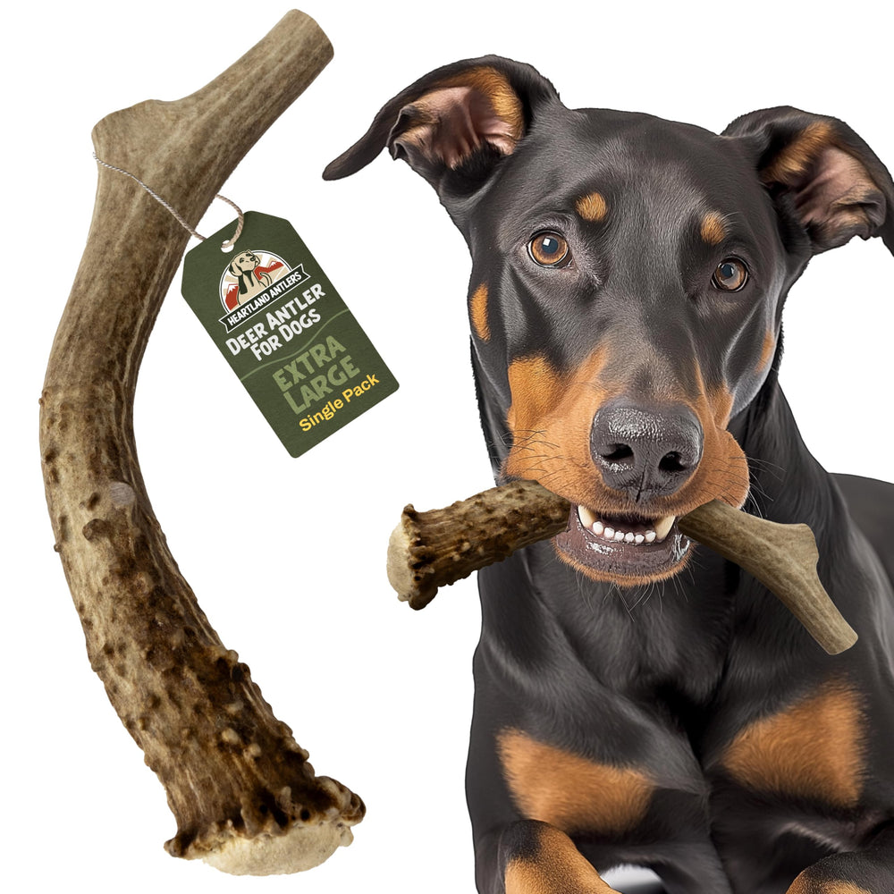 Heartland Antlers dog chew xlarge 8-10in, ideal for aggressive chewers