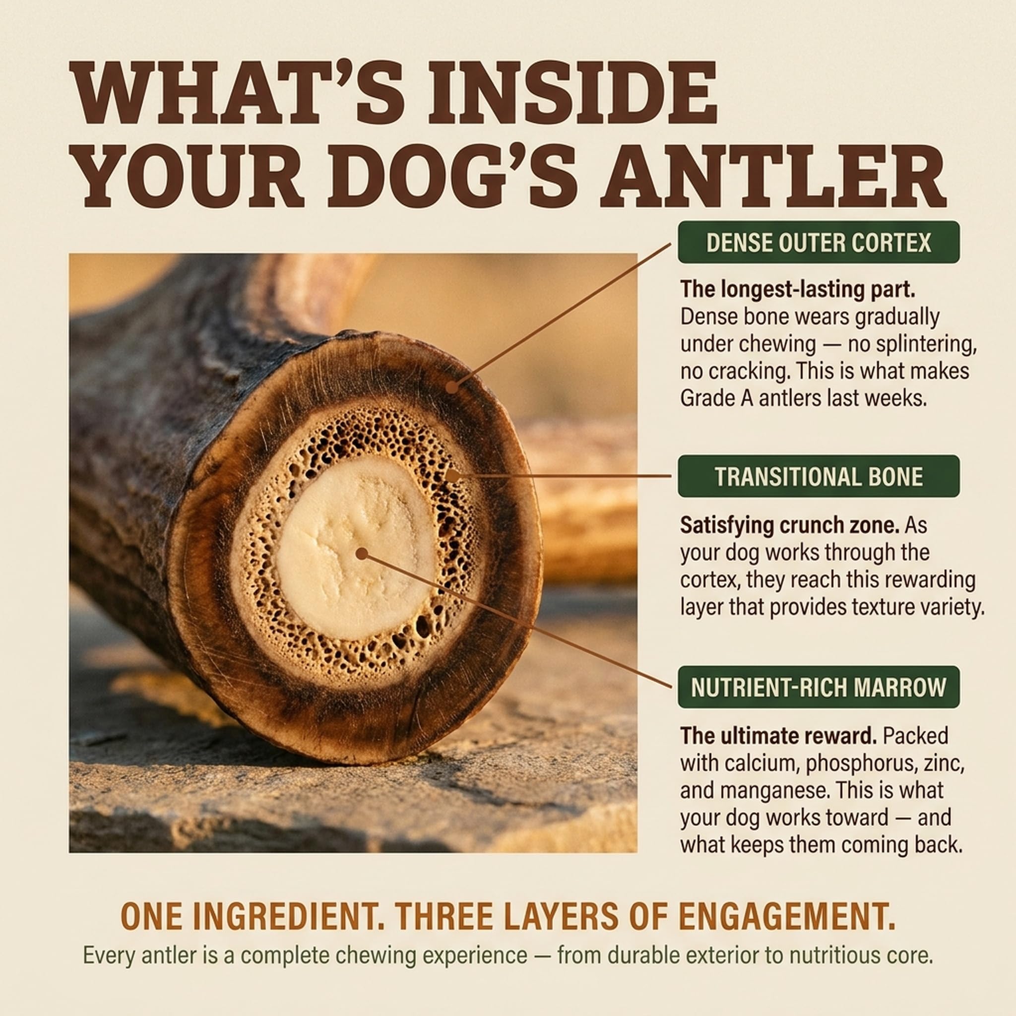 Heartland Antlers durable chew for aggressive chewers.