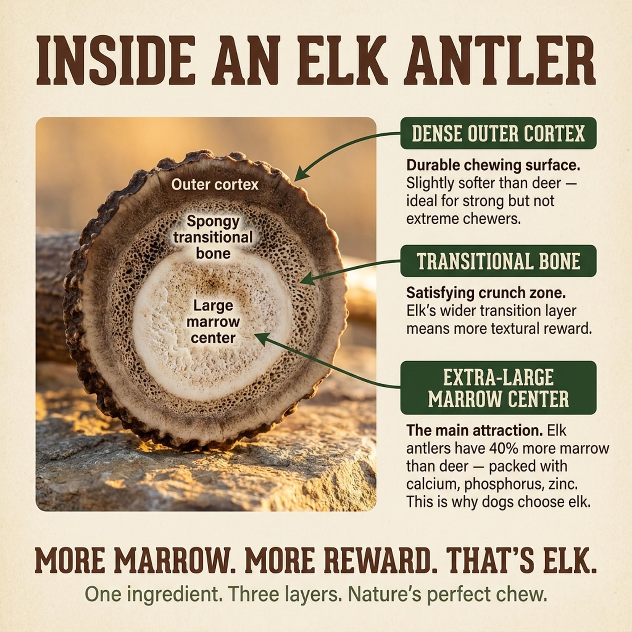 Heartland Elk Antlers marrow center visible to show natural reward during gnawing.