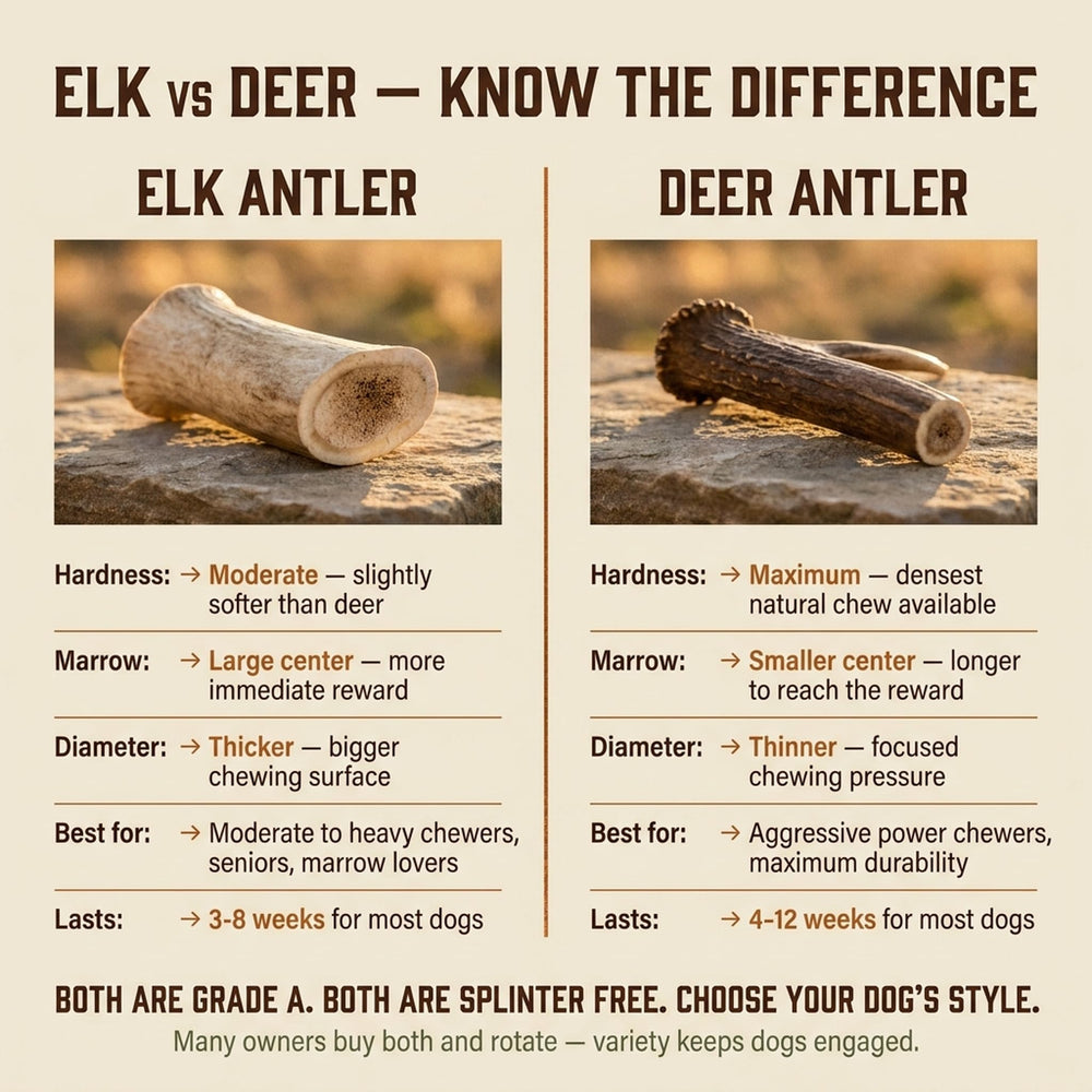 Heartland Elk Antlers sustainably sourced and natural, no additives.