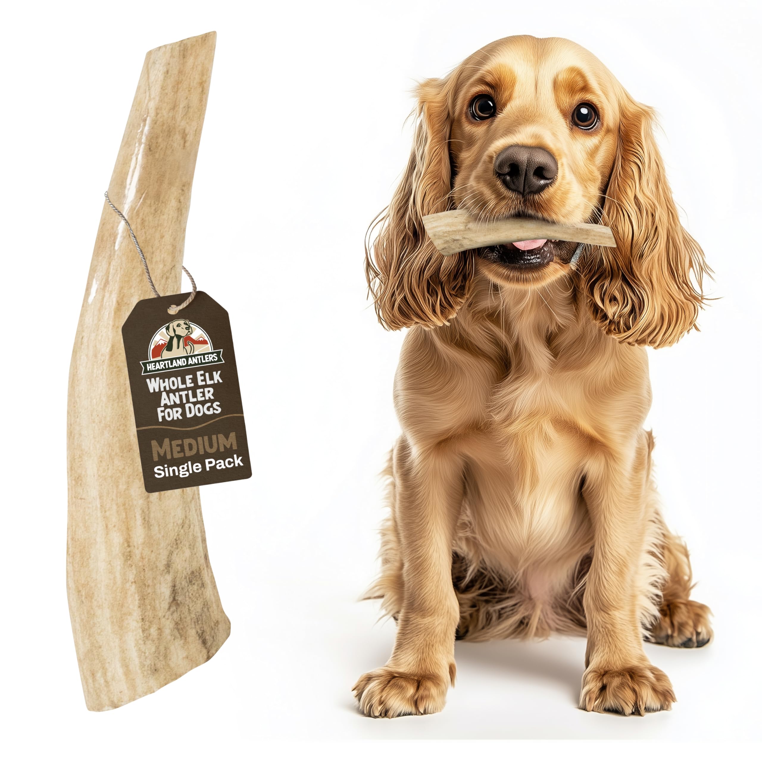 Heartland Antlers whole elk antler for dogs, 5-6 inch chew for extended play.