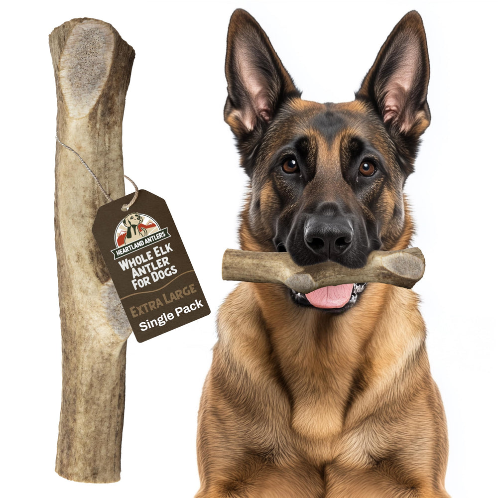 Heartland Antlers whole elk antler dog chew for lasting entertainment and natural wear.