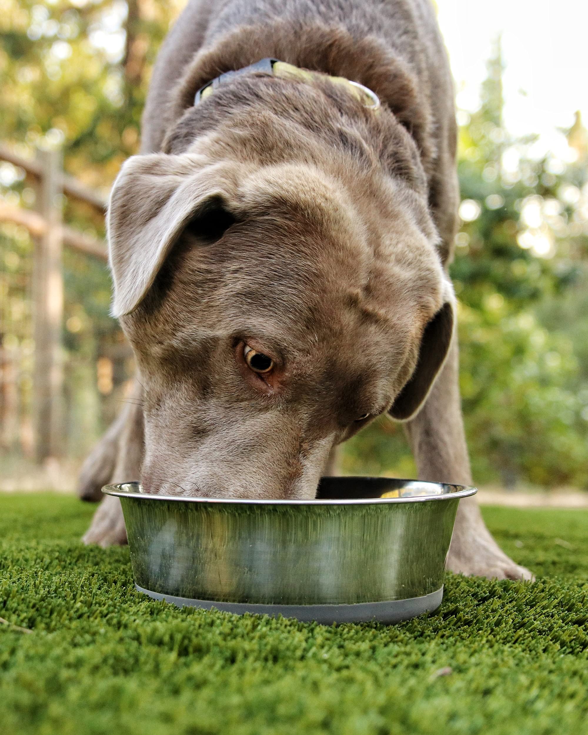 HeavyBowl polished stainless steel bowl is durable and easy to clean.