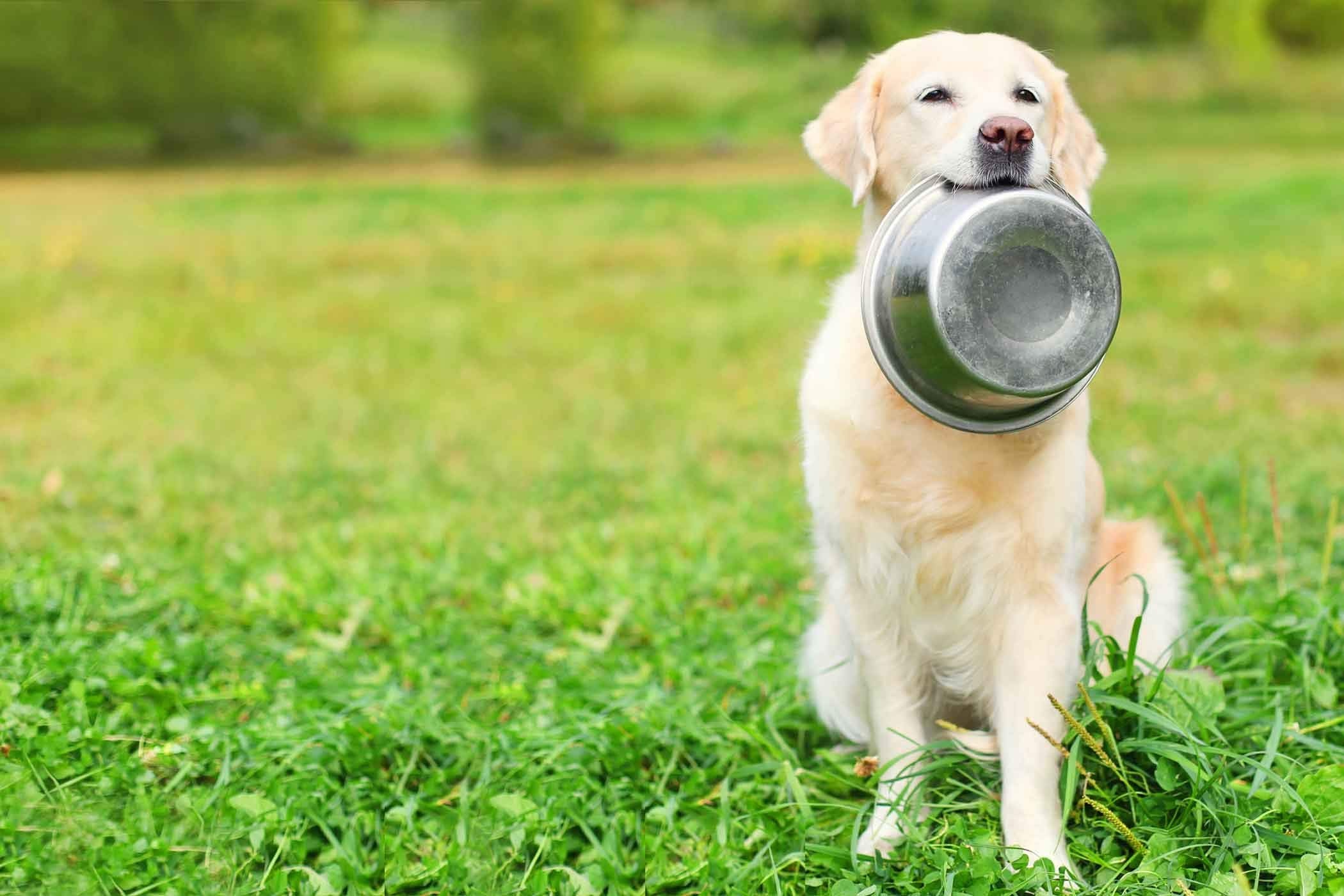 Replacement Hell Blues bowls to refresh a pet feeding area.