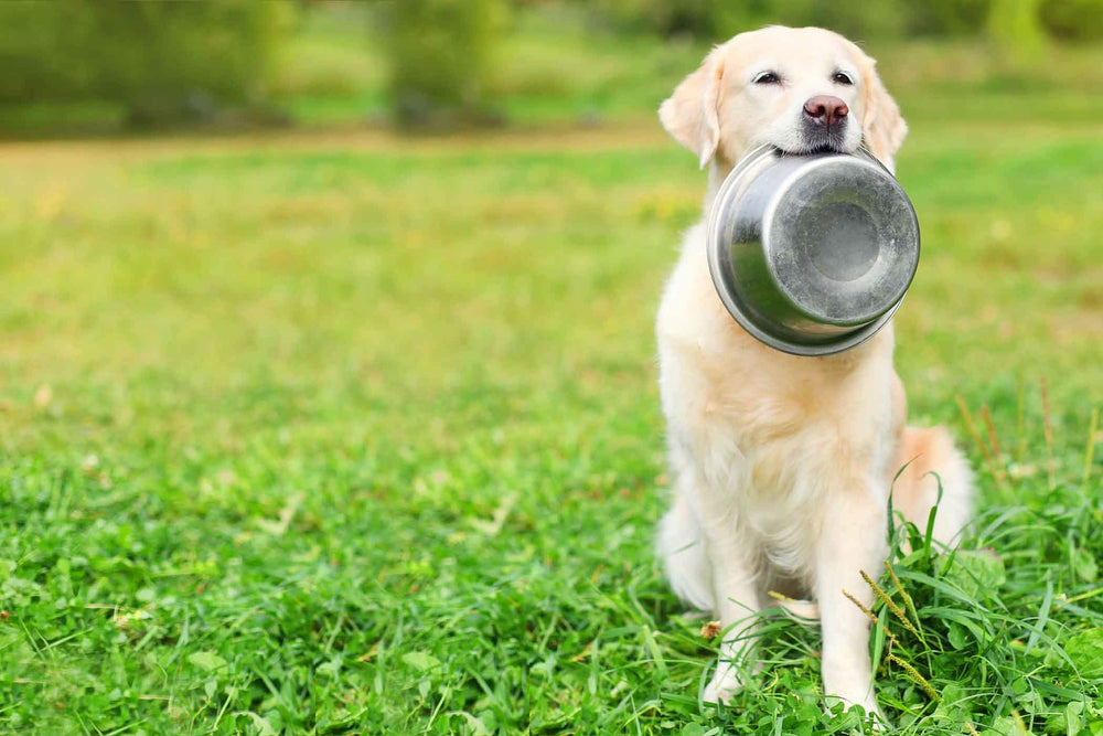 Replacement Hell Blues bowls to refresh a pet feeding area.