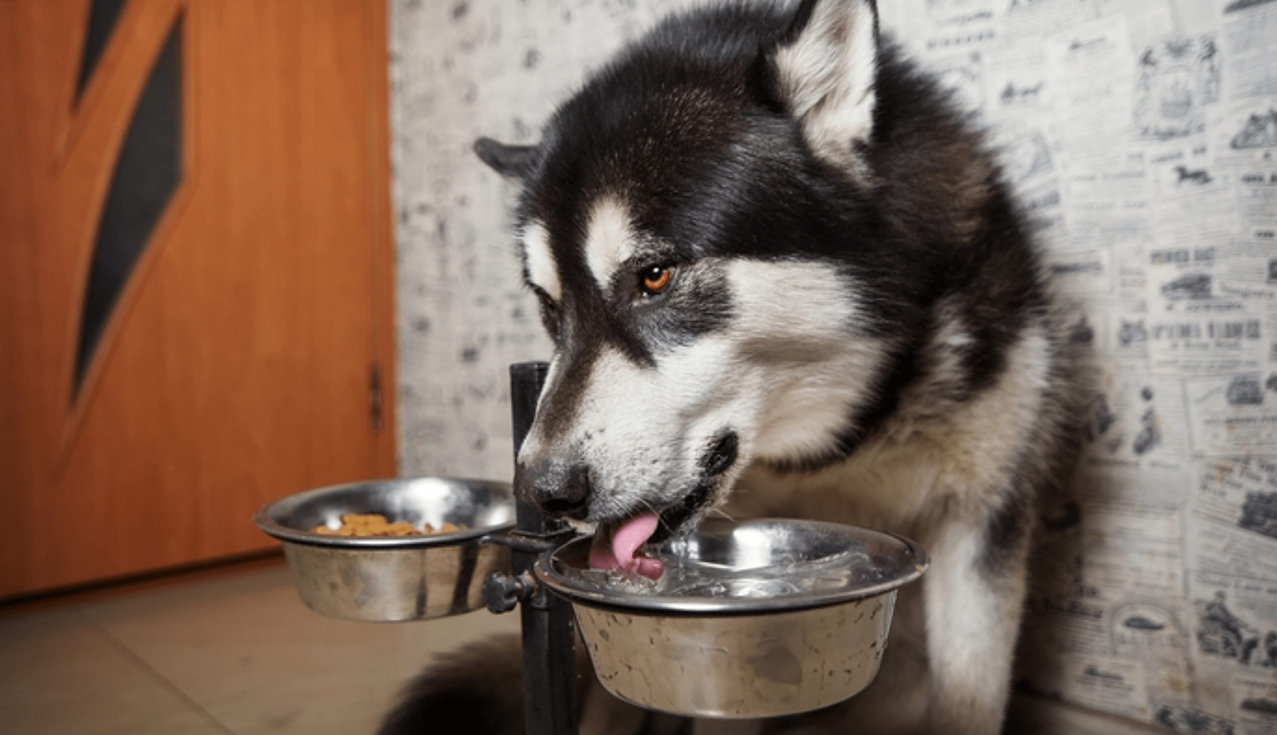 Outdoor-ready Hell Blues water bowl option for patios and yards.