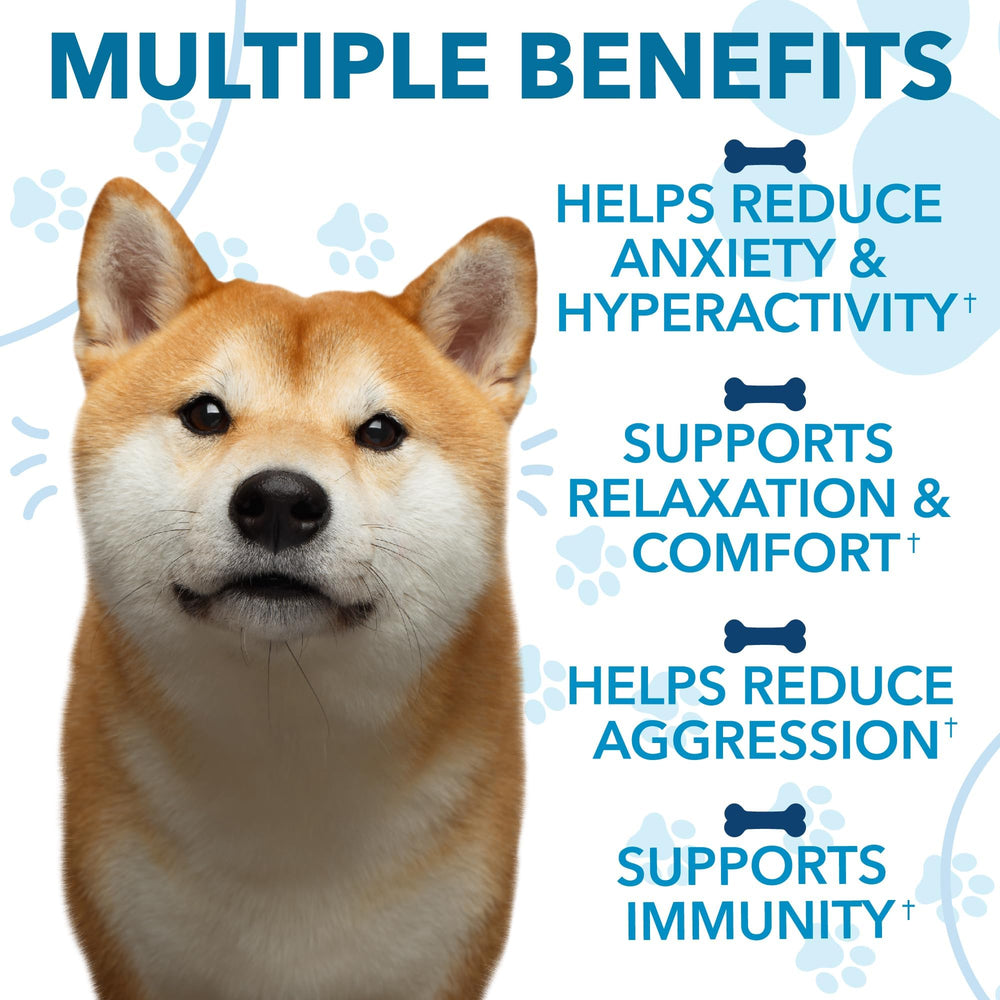 Dog enjoying Helopssa calming chews to support mood during outings