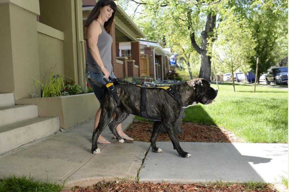 Help Em Up dog lift harness back view emphasizing breathable padding