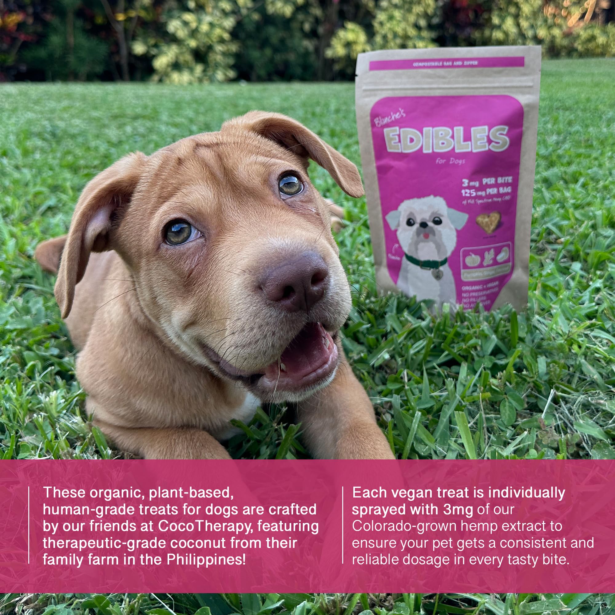 Hemp Dog Health Blanche treats on counter indicating joint support