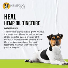 Hemp Dog Health Heal dropper dispensing oil onto dog gums.