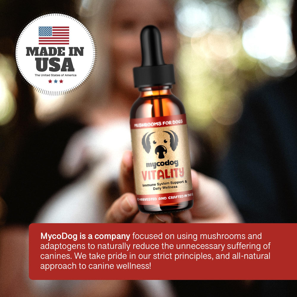 Hemp Dog Health MycoDog Vitality dog rest active scene suggests potential support for mobility and comfort.